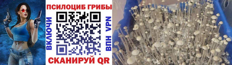 Галлюциногенные грибы мицелий  Козьмодемьянск 